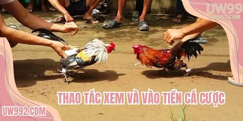 Thao tác xem và vào tiền cá cược