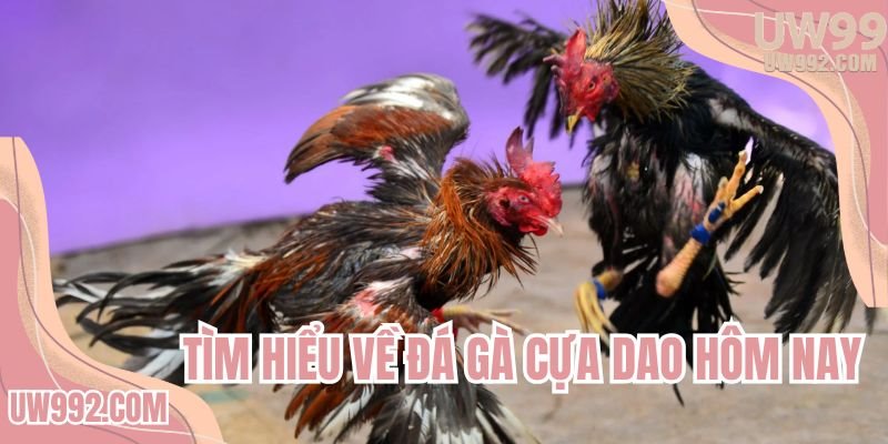 Tìm hiểu về đá gà cựa dao hôm nay