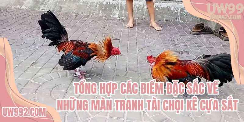 Tổng hợp các điểm đặc sắc về những màn tranh tài chọi kê cựa sắt