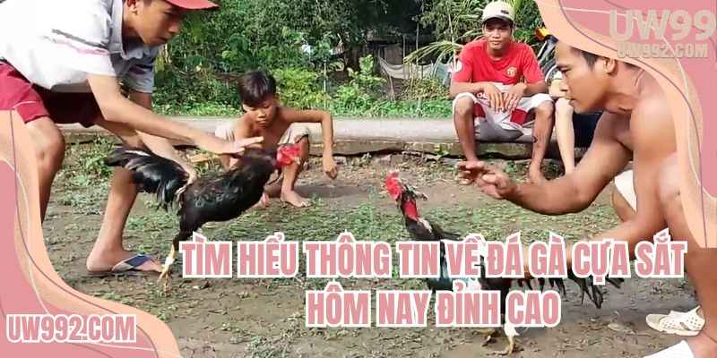 Tìm hiểu thông tin về đá gà cựa sắt hôm nay đỉnh cao