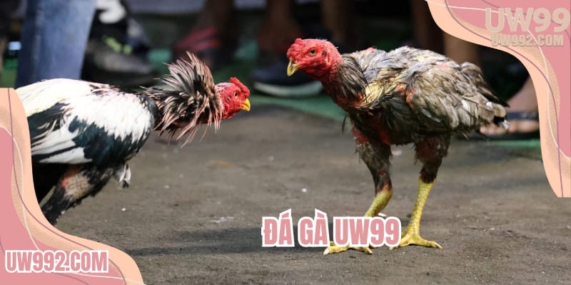 Đá gà UW99 - Trường kê chiến cháy bỏng