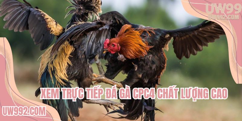 Trang đá gà trực tiếp online uy tín chất lượng cao