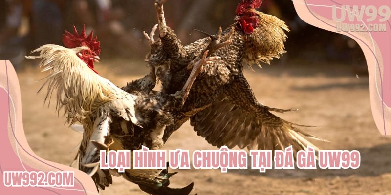 Loại hình được ưa chuộng nhất tại sảnh đá gà UW99