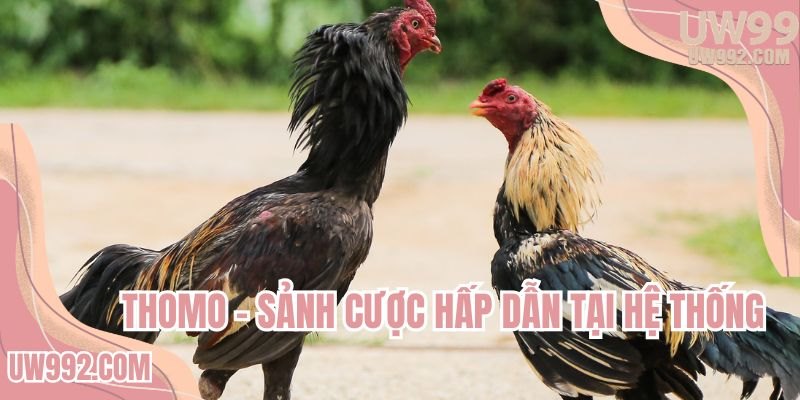 Thomo - Sảnh cược hấp dẫn tại hệ thống
