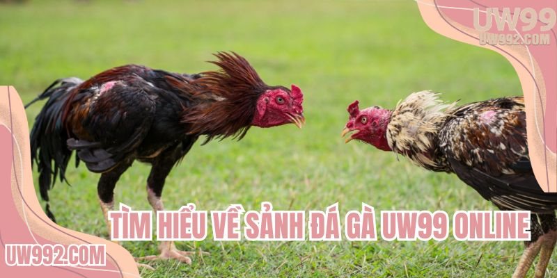 Tìm hiểu về sảnh đá gà UW99 online