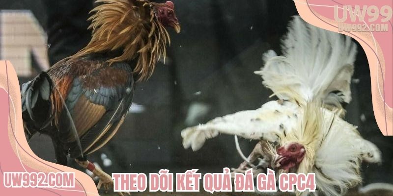 Theo dõi kết quả trực tiếp đá gà CPC4 chính xác