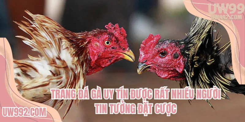 Trang đá gà uy tín được rất nhiều người tin tưởng đặt cược